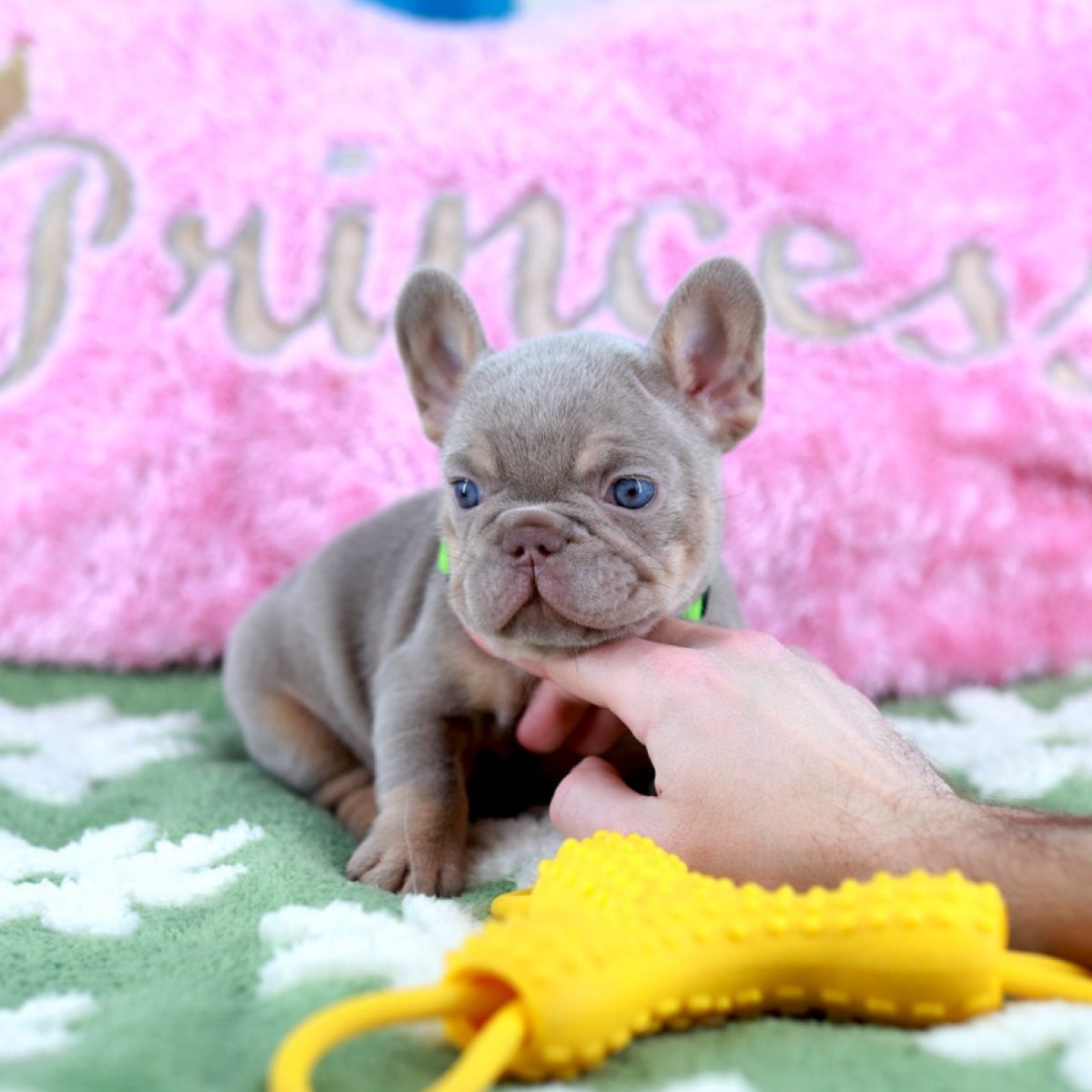 french-bulldog-puppy-for-sale-new-york