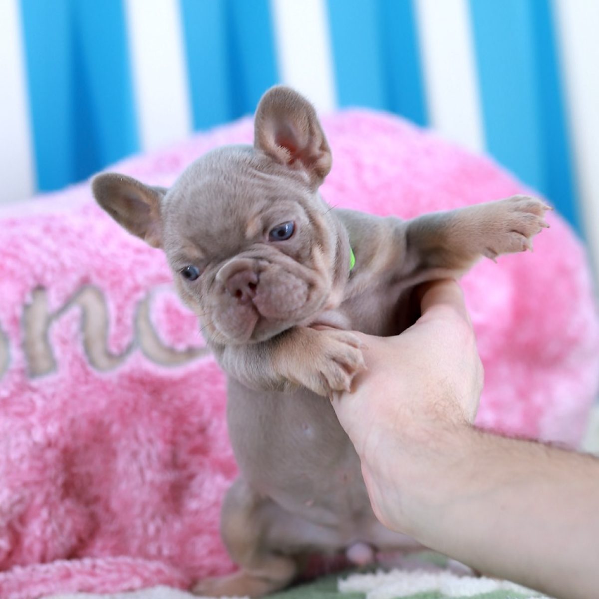 Olimpia-isabella-french-bulldog-puppy-for-sale-new-york2