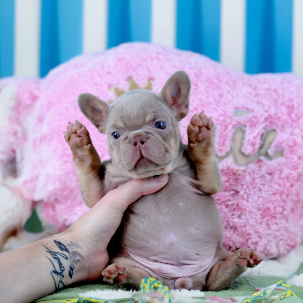 Olimpia-isabella-french-bulldog-puppy-for-sale-new-york4