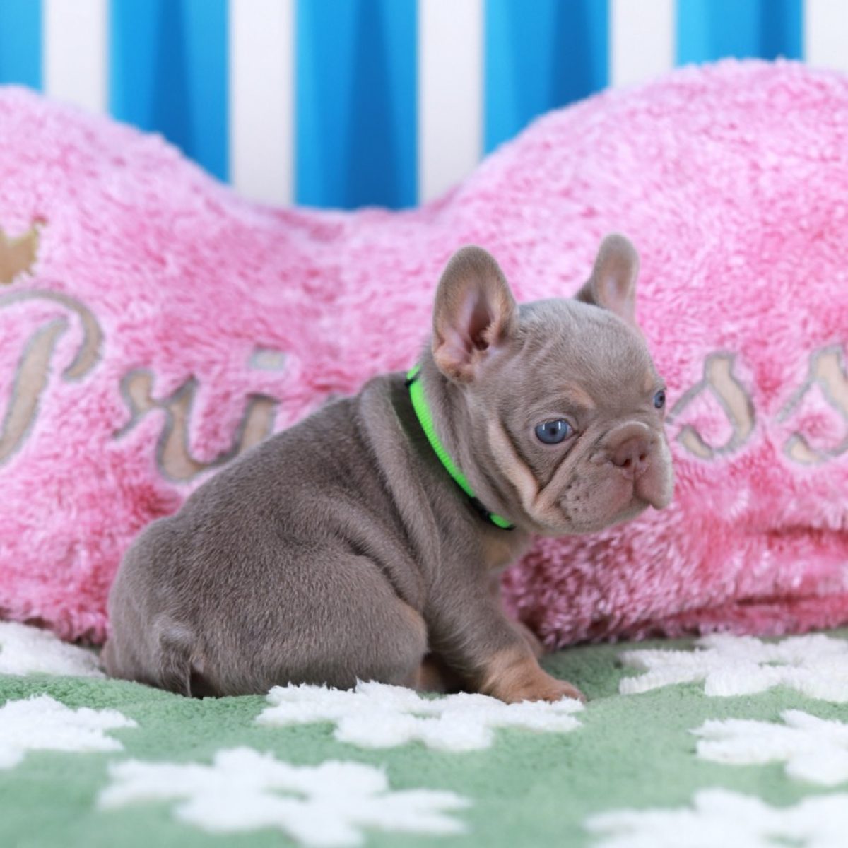 Olimpia-isabella-french-bulldog-puppy-for-sale-new-york5